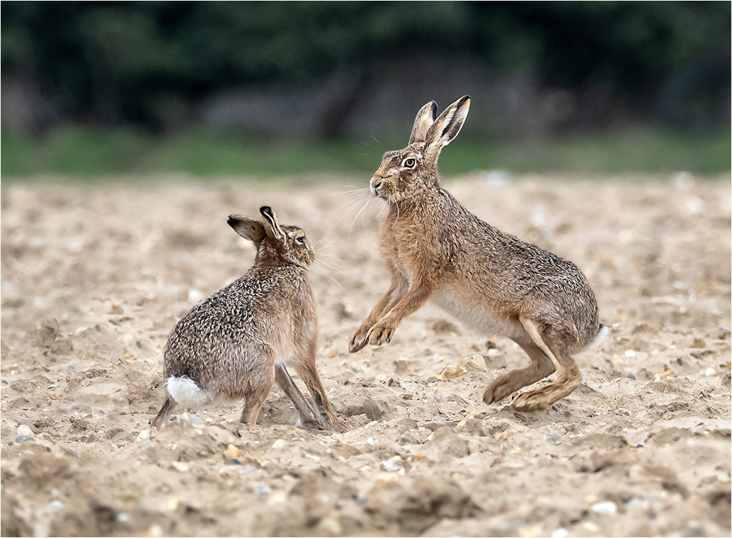 Hares