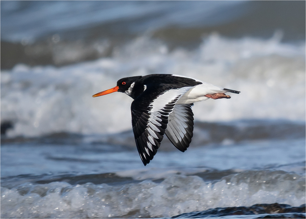 Oystercatcher