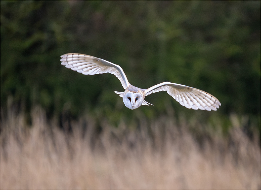 Barn Owl