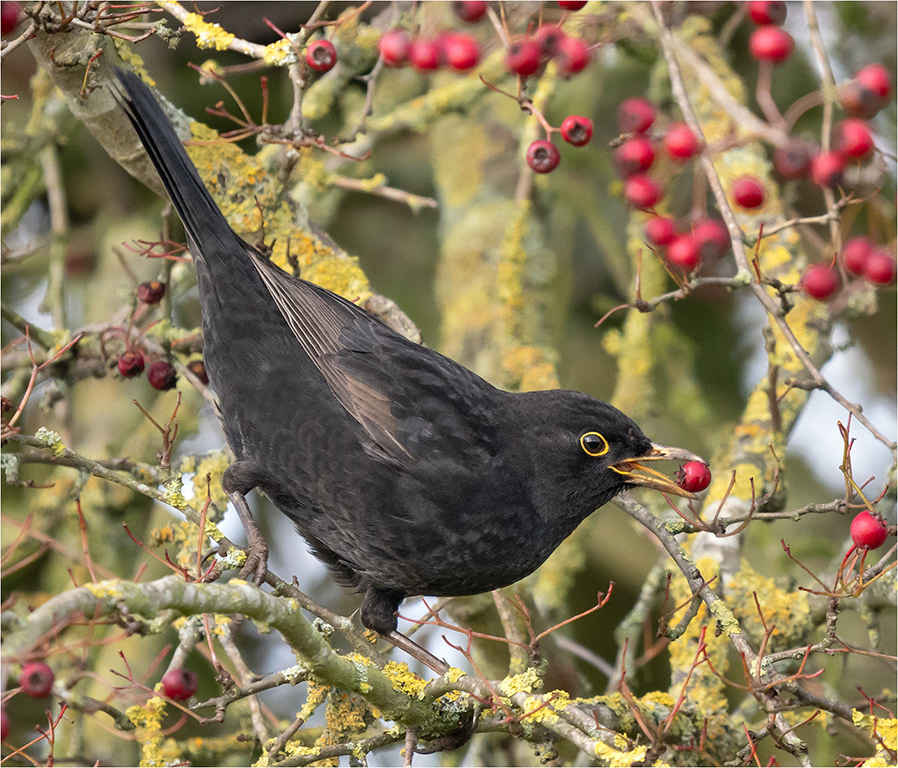 Male Blackbird