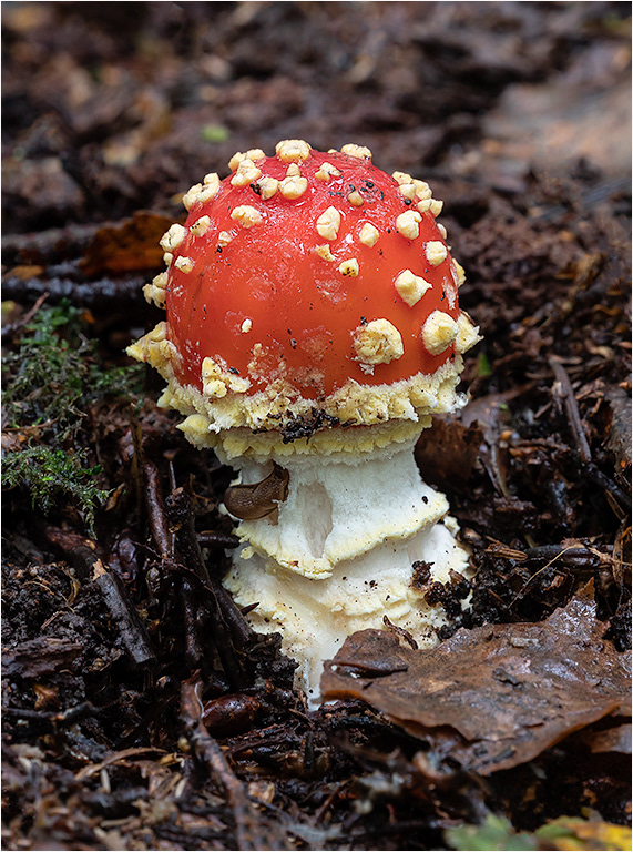 Fly Agaric 6