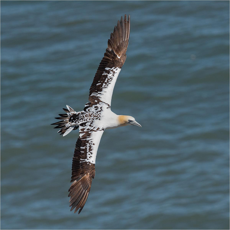 Gannet