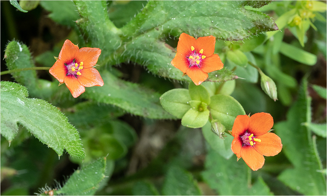 Scarlet Pimpernel