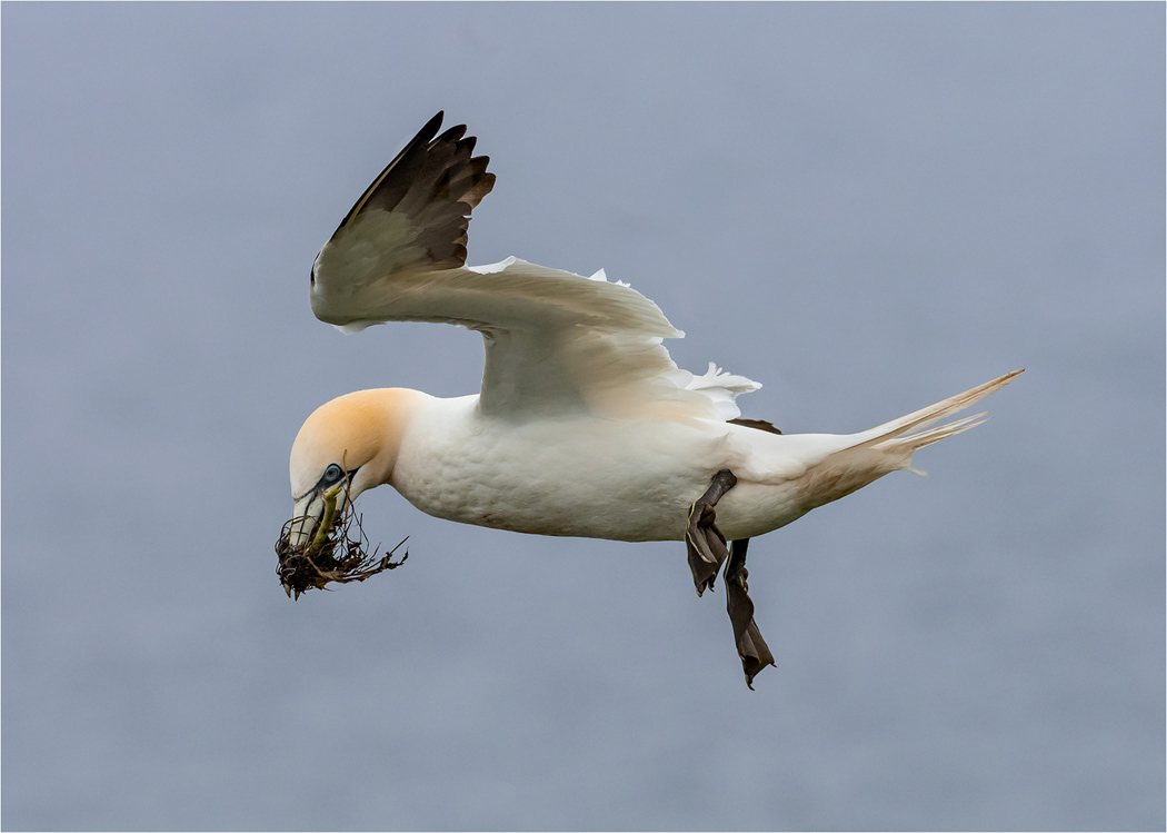 Gannet