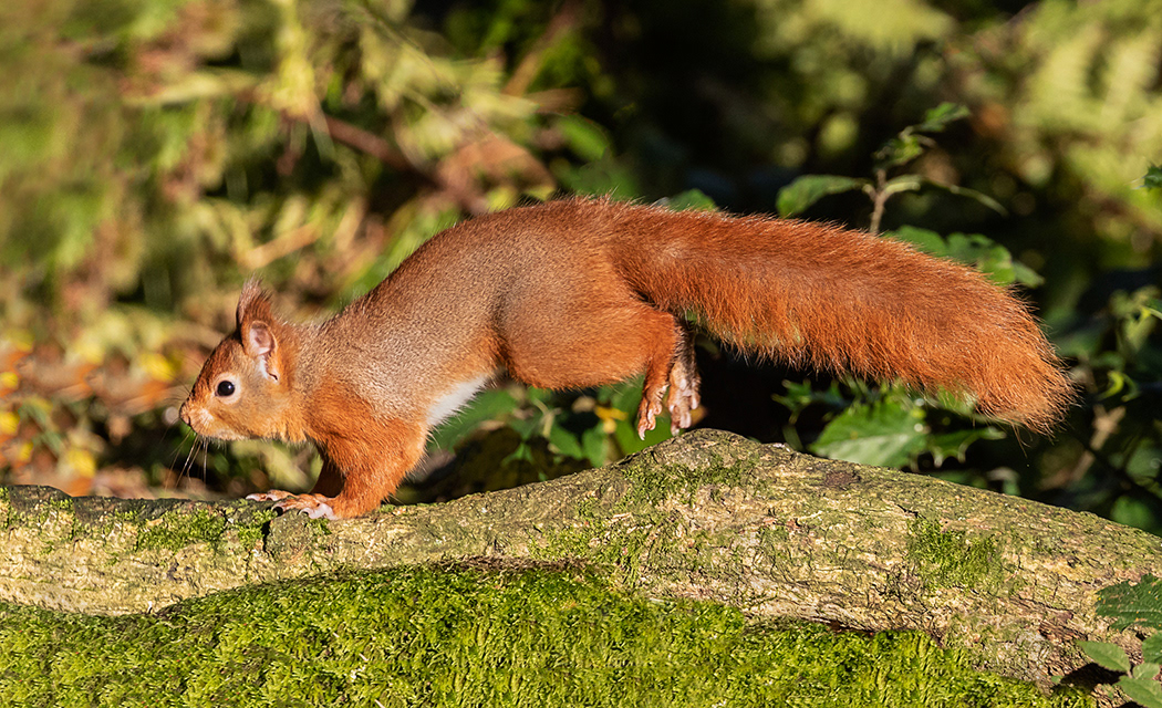Red Squirrel running