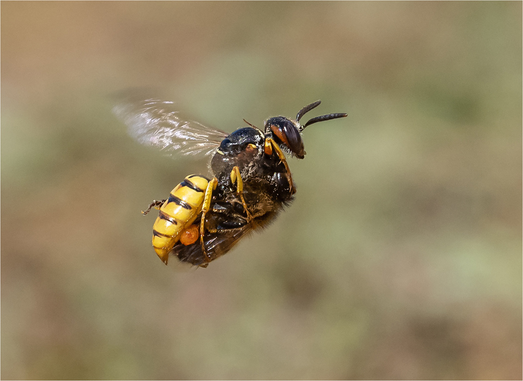 Bee Wolf Wasp with prey