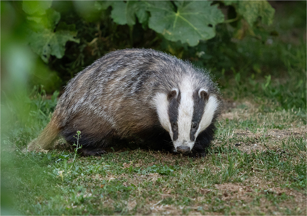 Badger