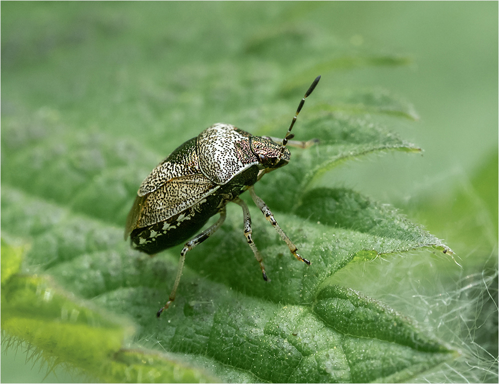 Woundwort Shield Bug