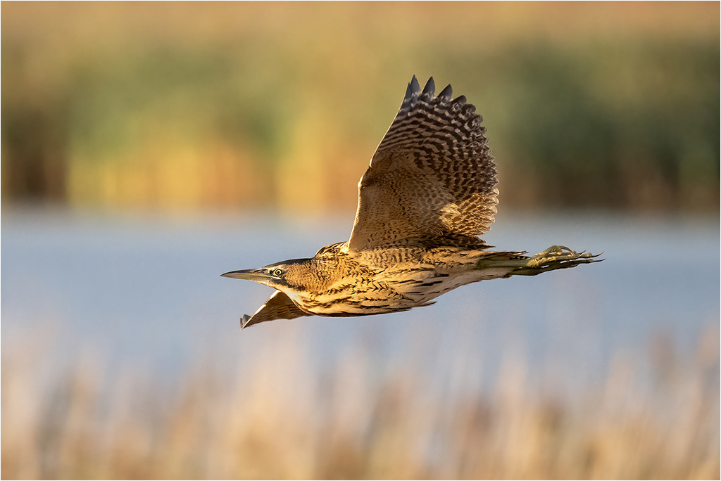 BIttern in flight