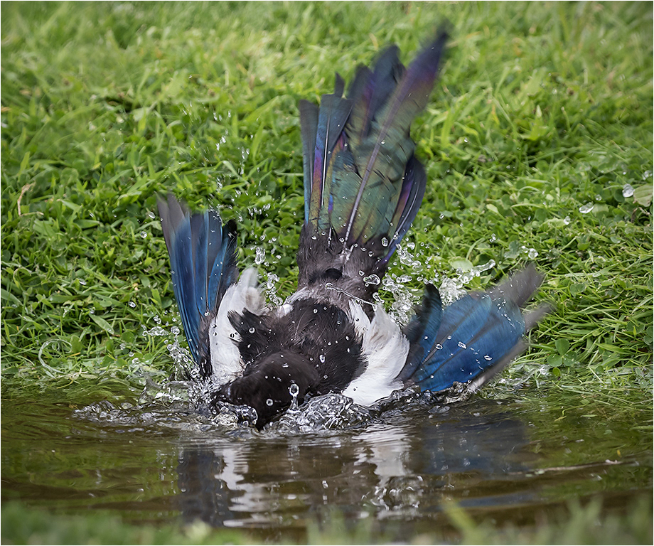 Magpie