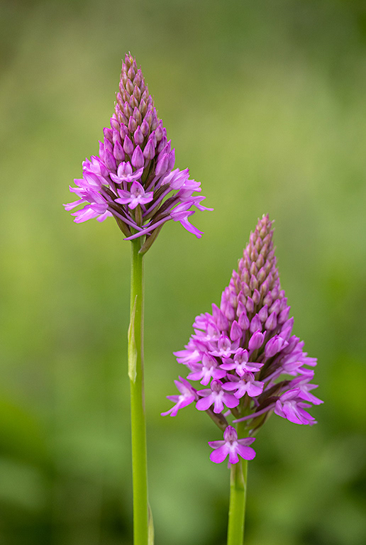 Pyramidal Orchids