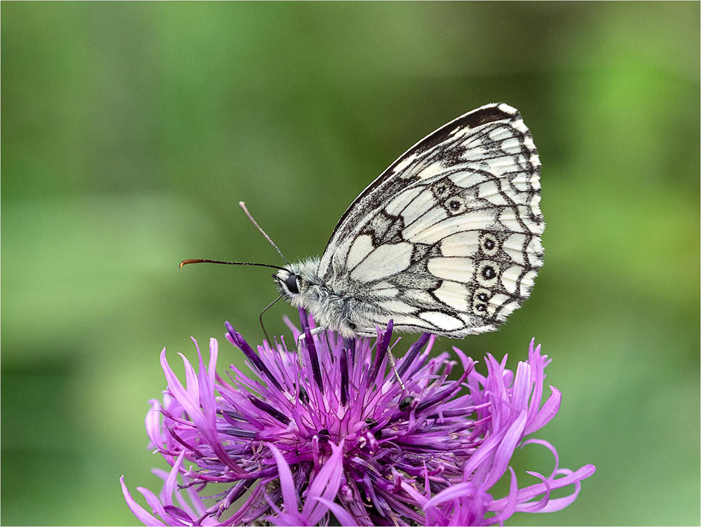 Marble White