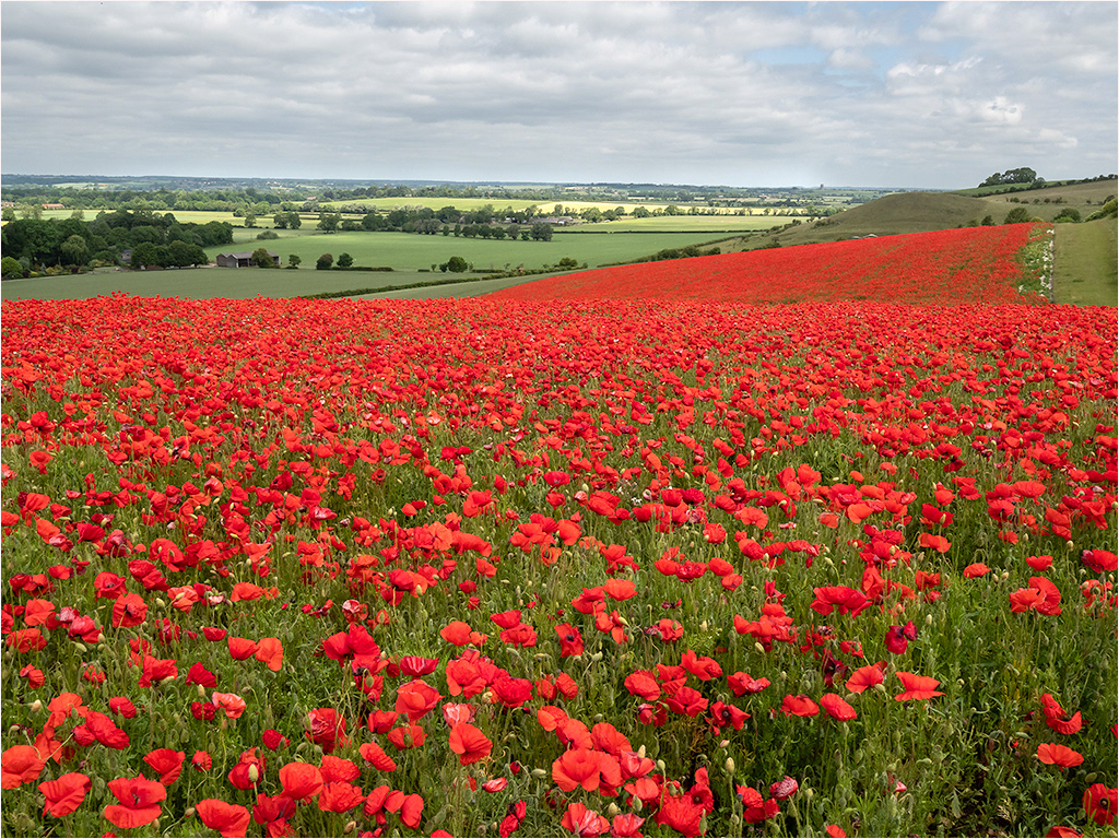 Poppy Field at Knocking Hoe