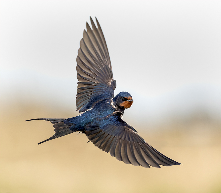 Swallow