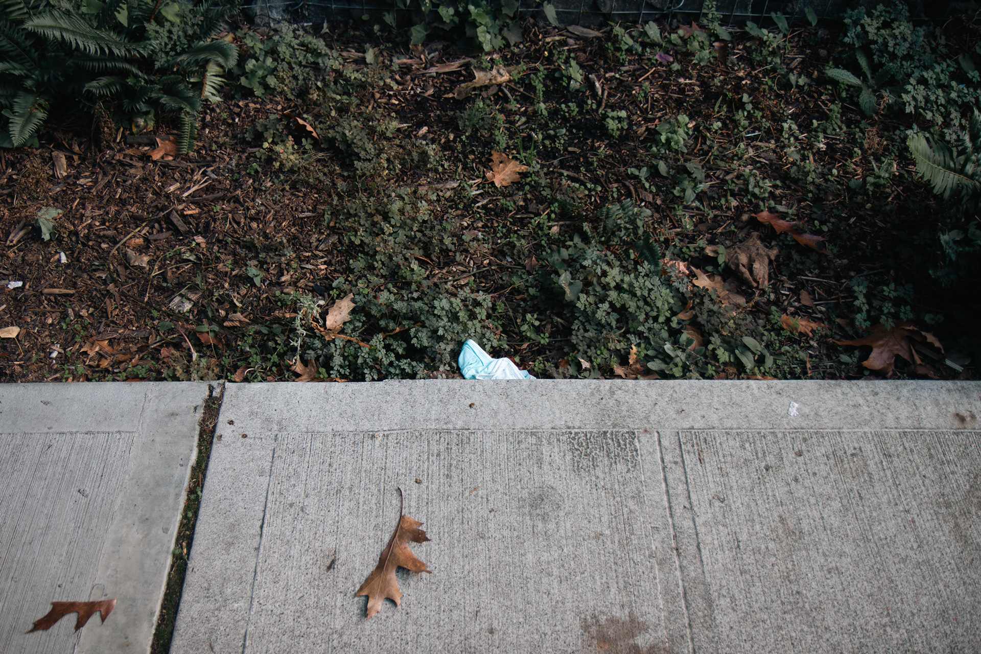 A blue mask is pictured in the dirt next to the sidewalk outside of the University of Washington Medical Center in Seattle, Wash. on Thursday, Oct. 26, 2023. Continuing to walk down the sidewalk, other sights of pollution were seen, consisting of discarded masks and other single-use plastic. (Photo by Chloe Sarmiento)