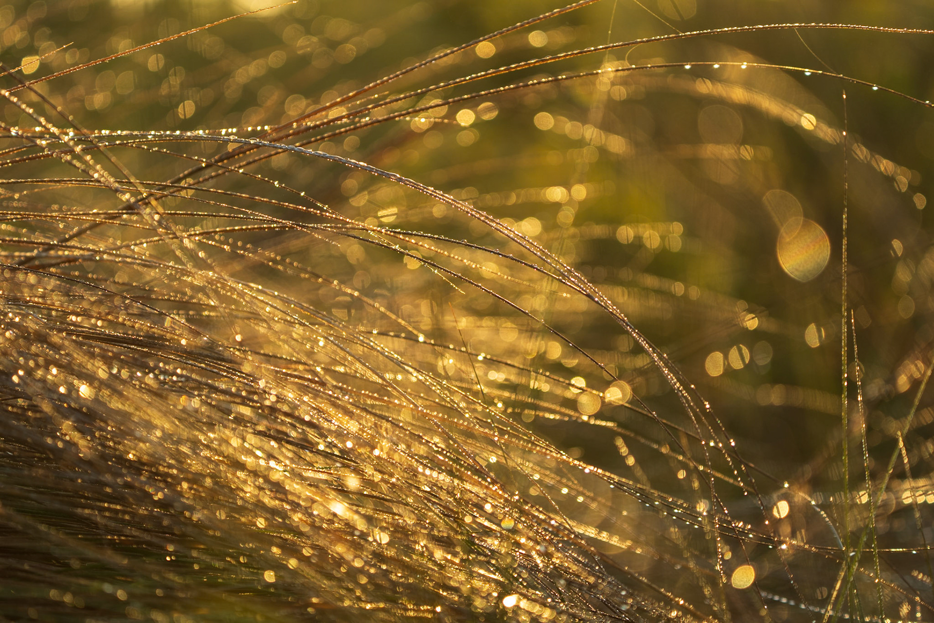 Morning drew over some brush