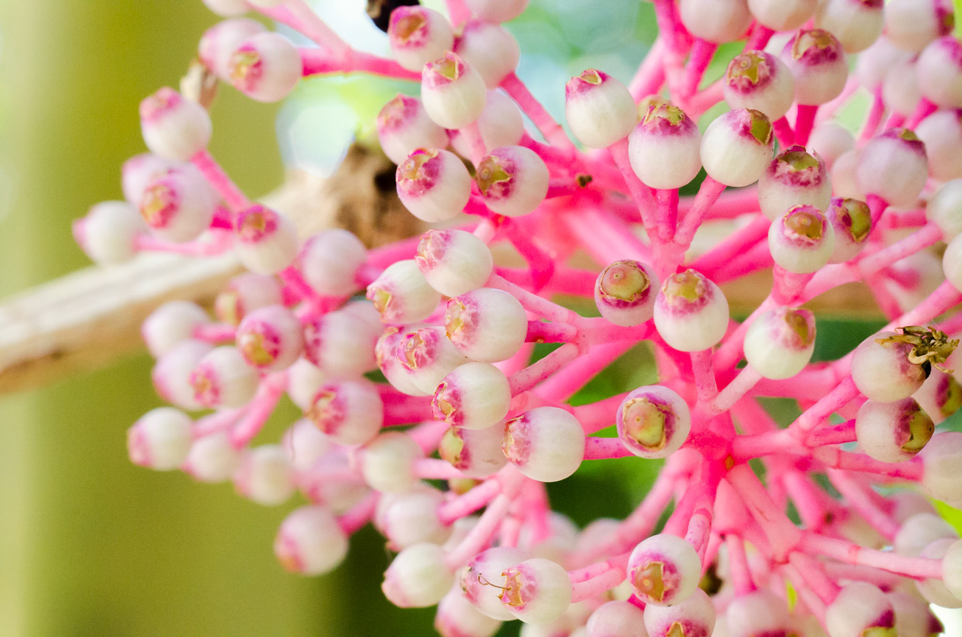 Macro flower in National Botanic Garden