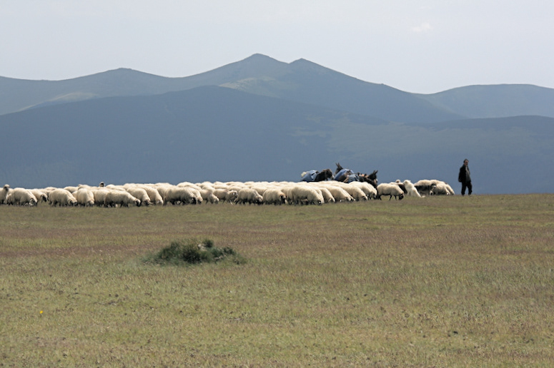 Transhumance in progress (Brasov county, Romania)