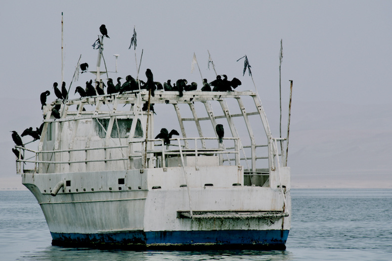 Bird boat (Lake Titicaca, Peru)
