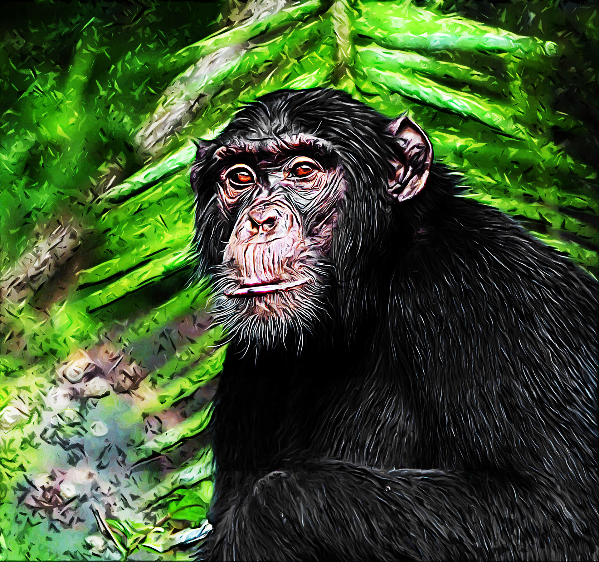Chimpanzee