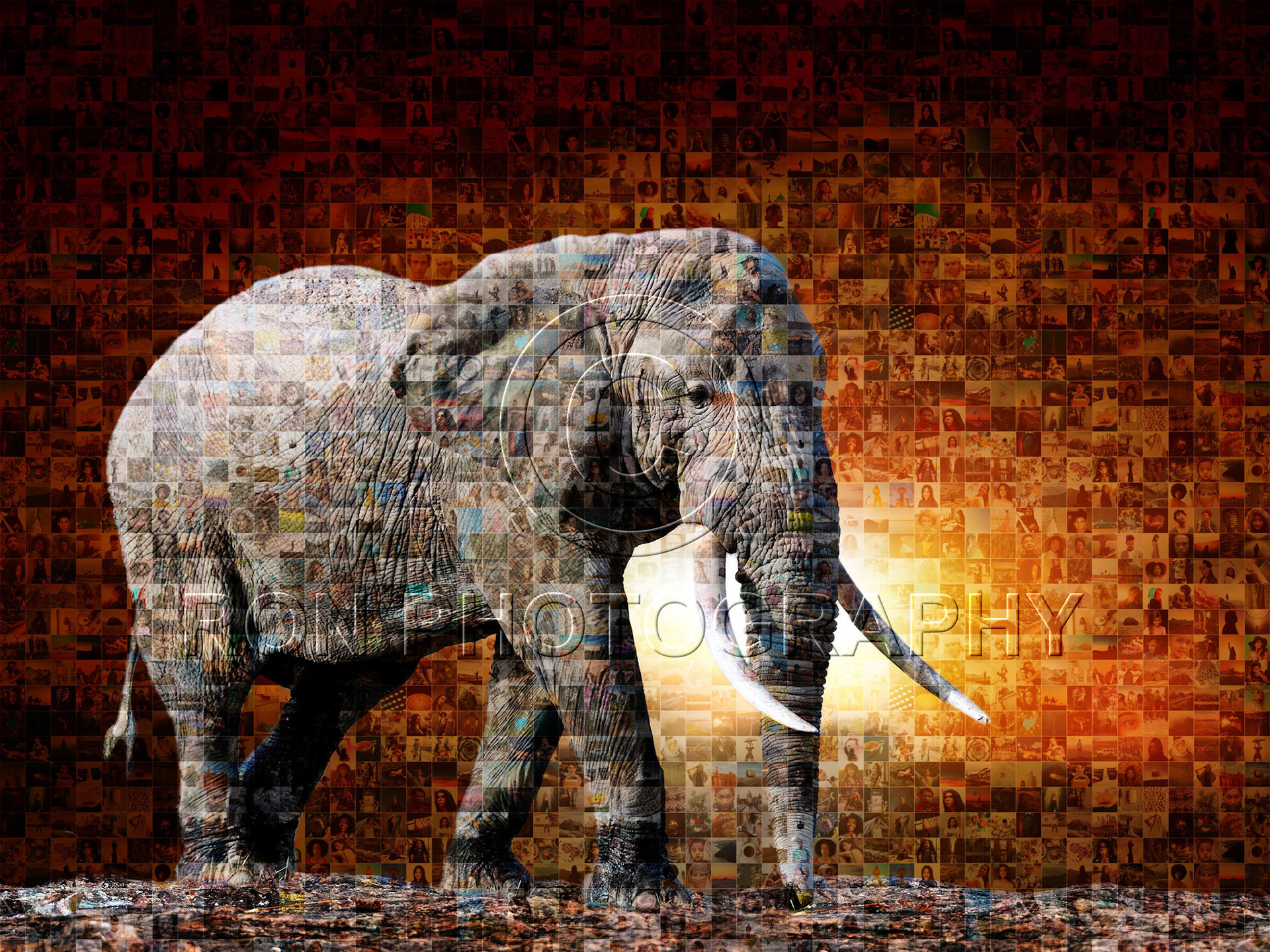 Close elephant on savanna landscape background and Mount Kilimanjaro at sunset