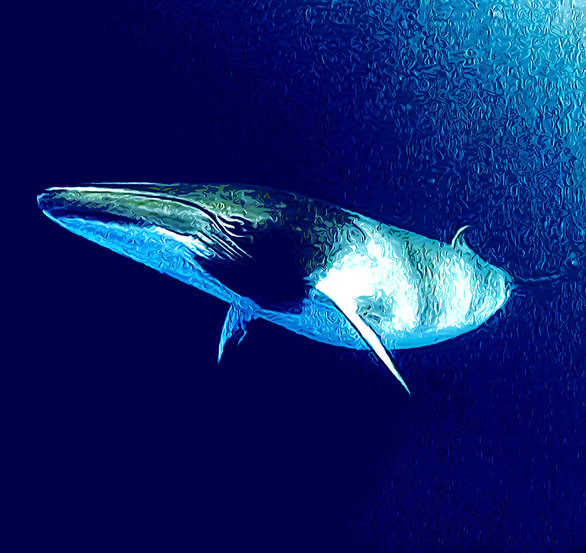 Fin Whale