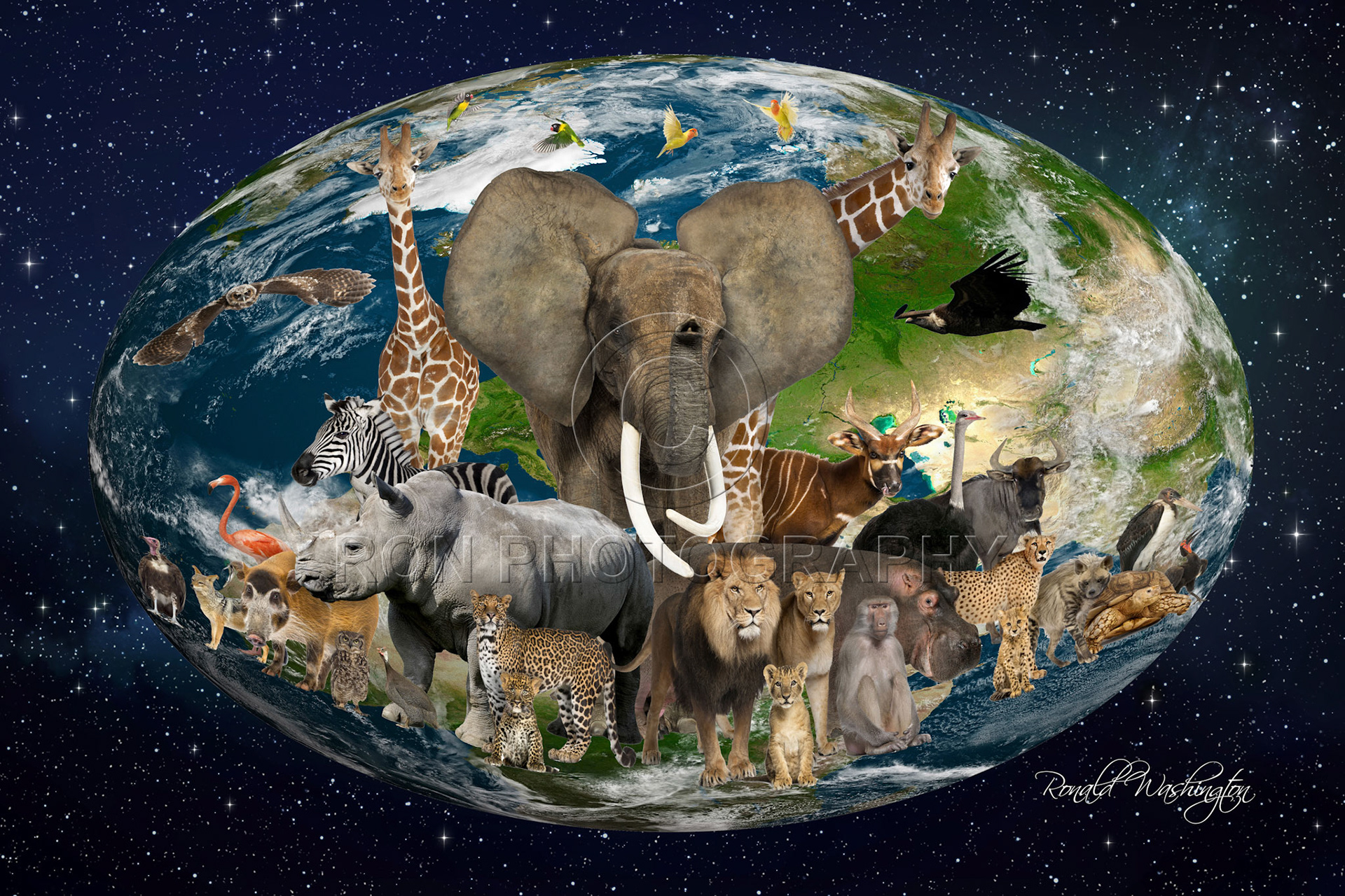 All Creatures Great and Small
