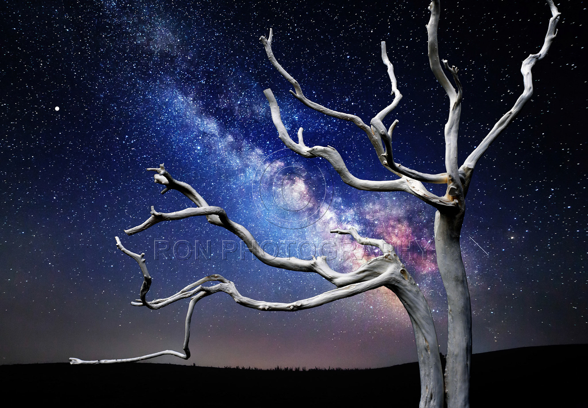 White Tree With A Twilight Sky