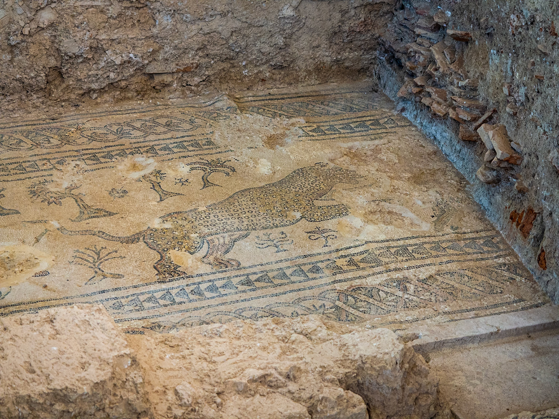 Cacería de leopardos