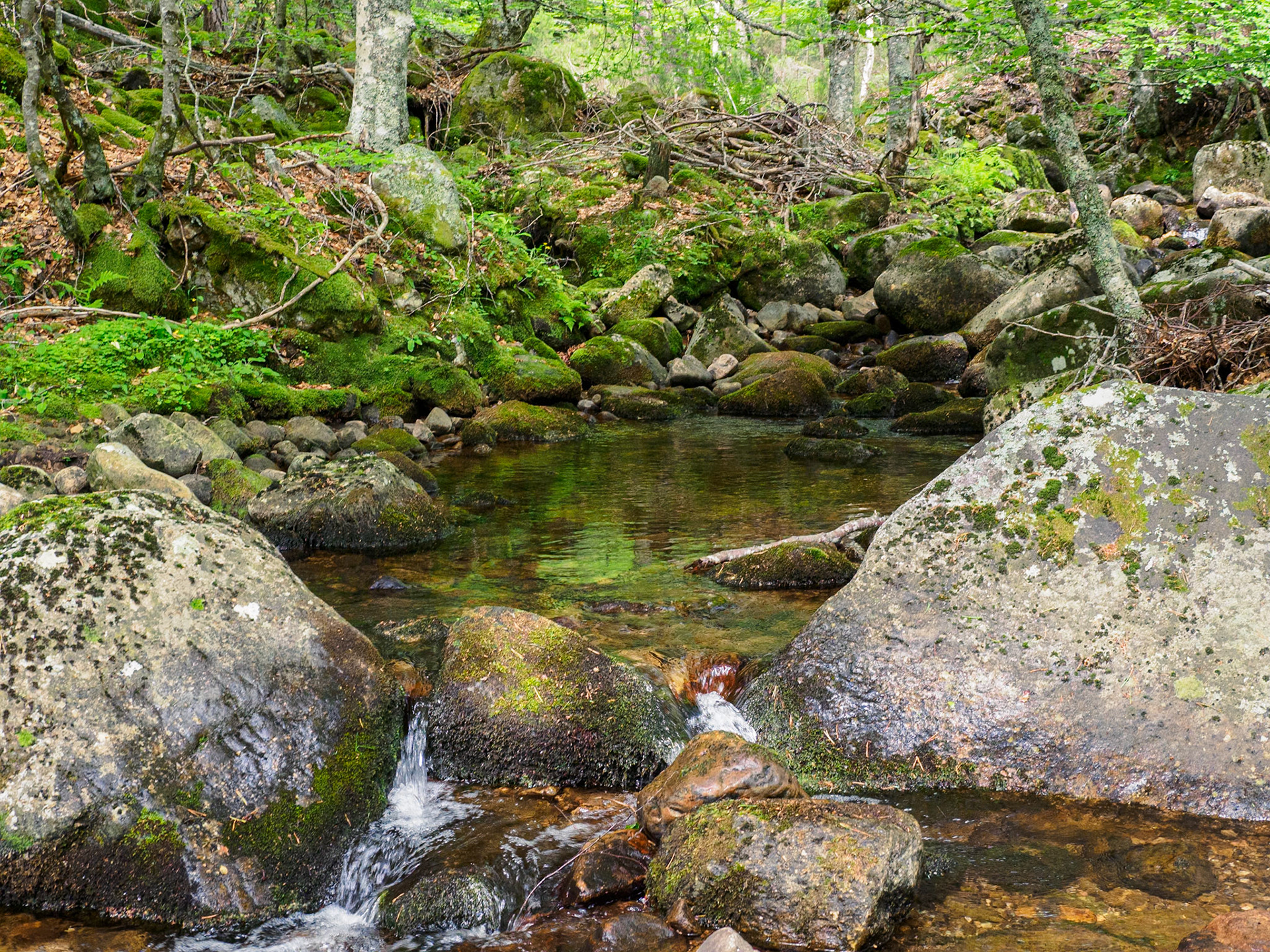 Senda de la Laguna Negra