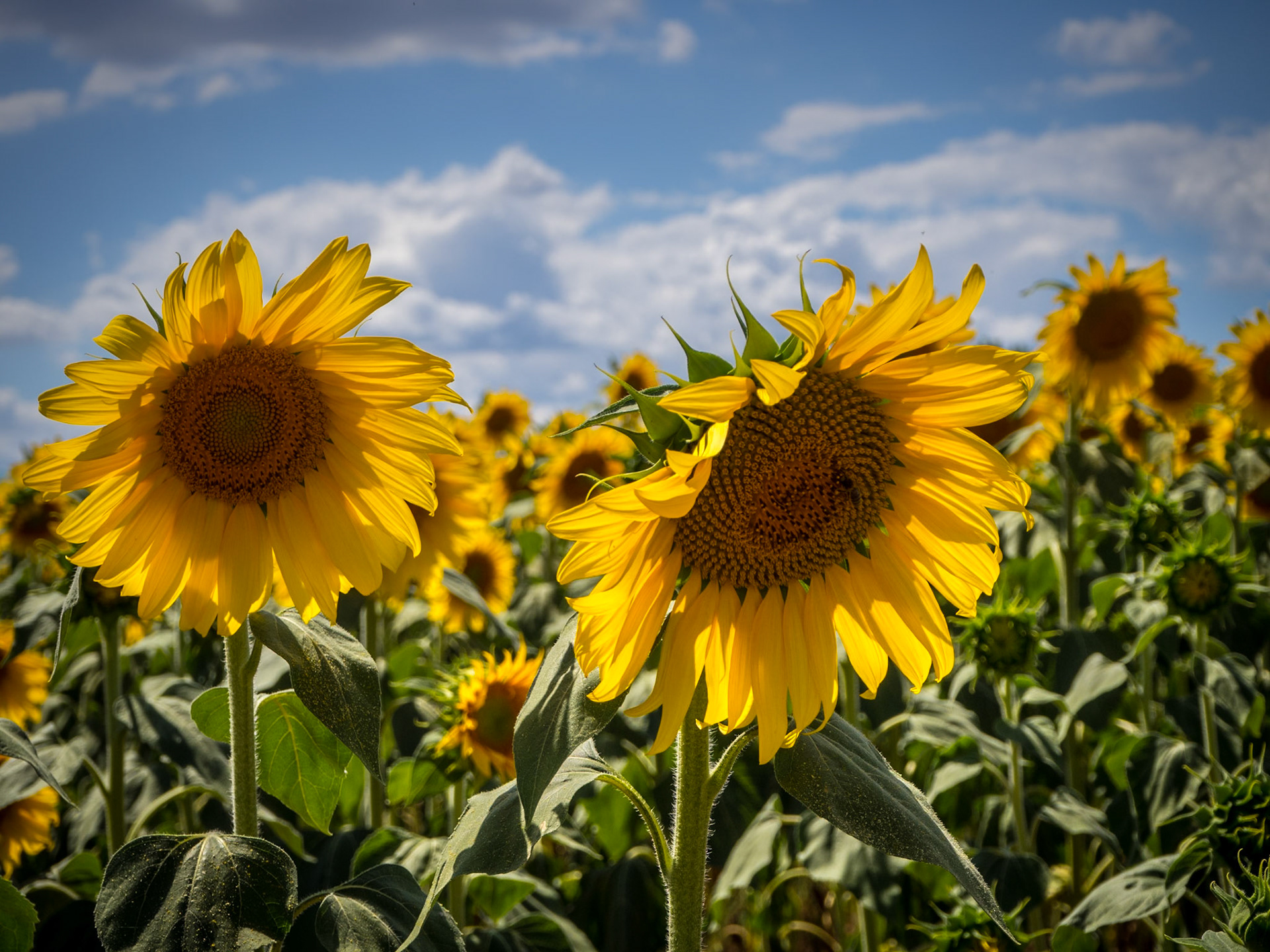 Girasoles en Lora del Río