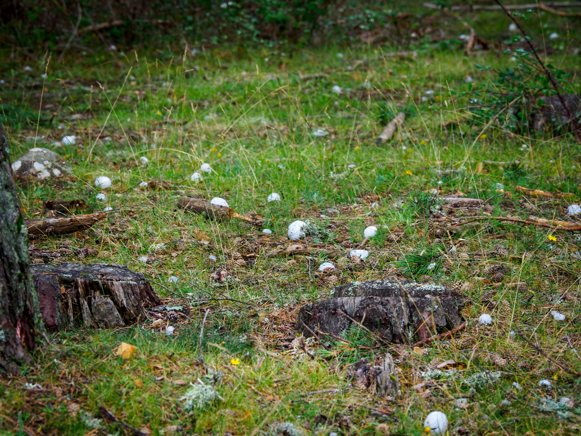 Vinuesa. Museo de Bosque. Granizada