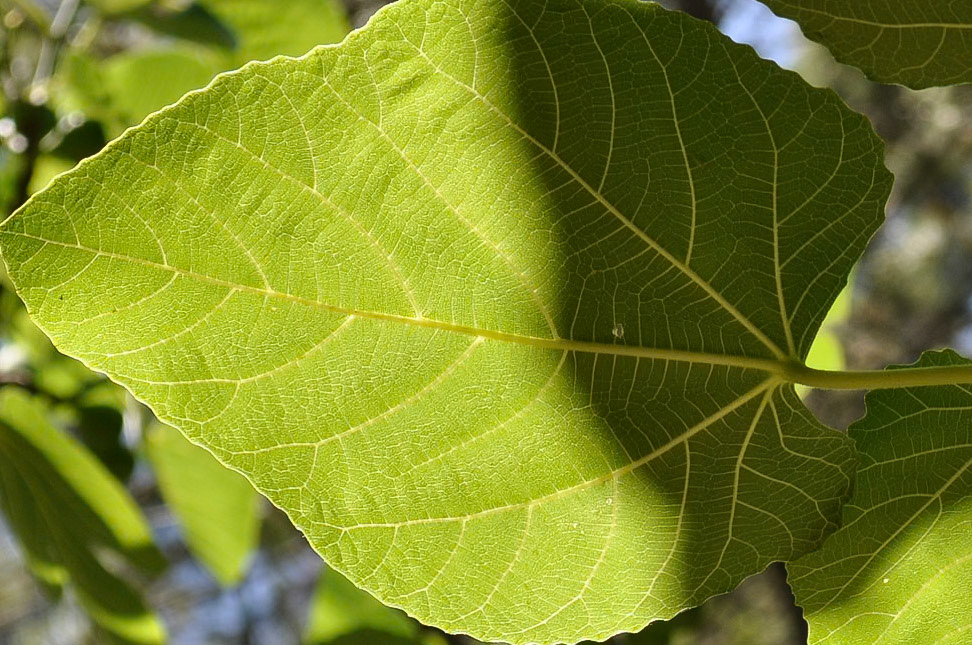 Río Borosa. Cazorla