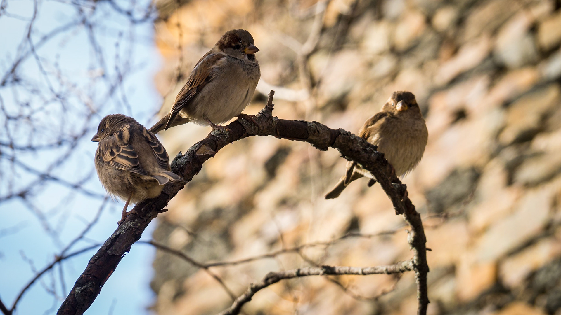 Ruta de la arquitectura negra. Guadalajara