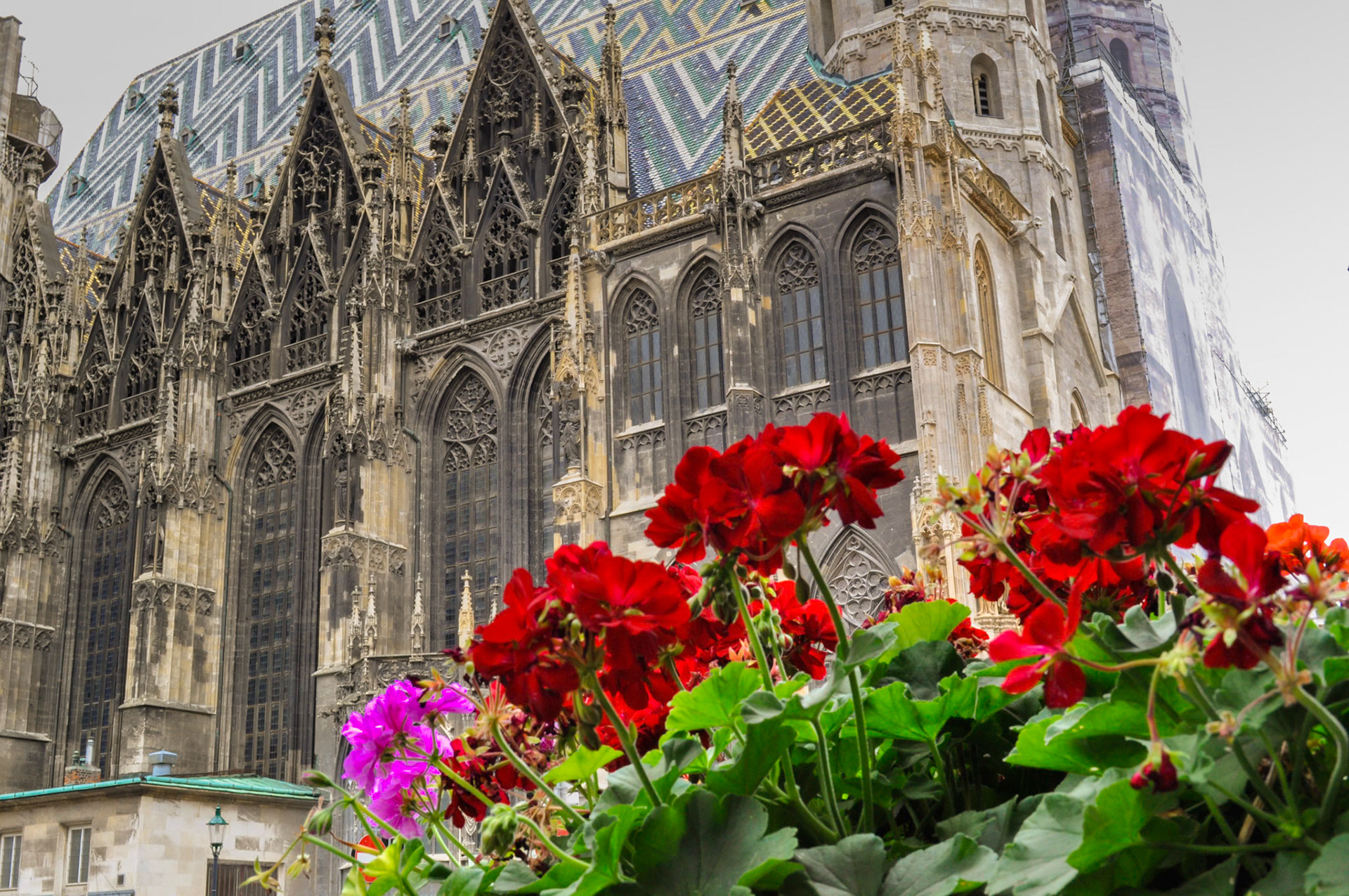 Viena
