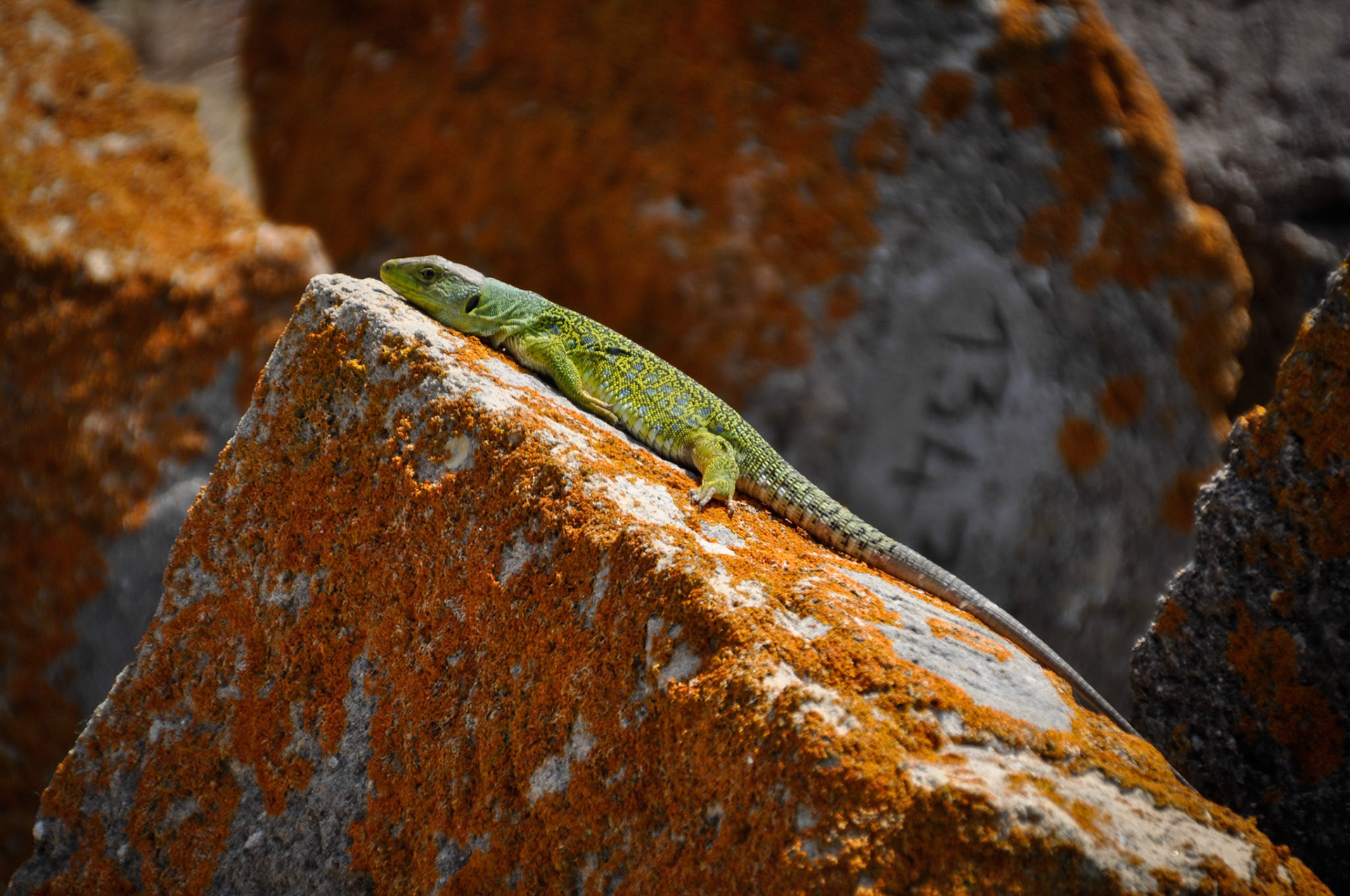 Baelo Claudia. Al Sol