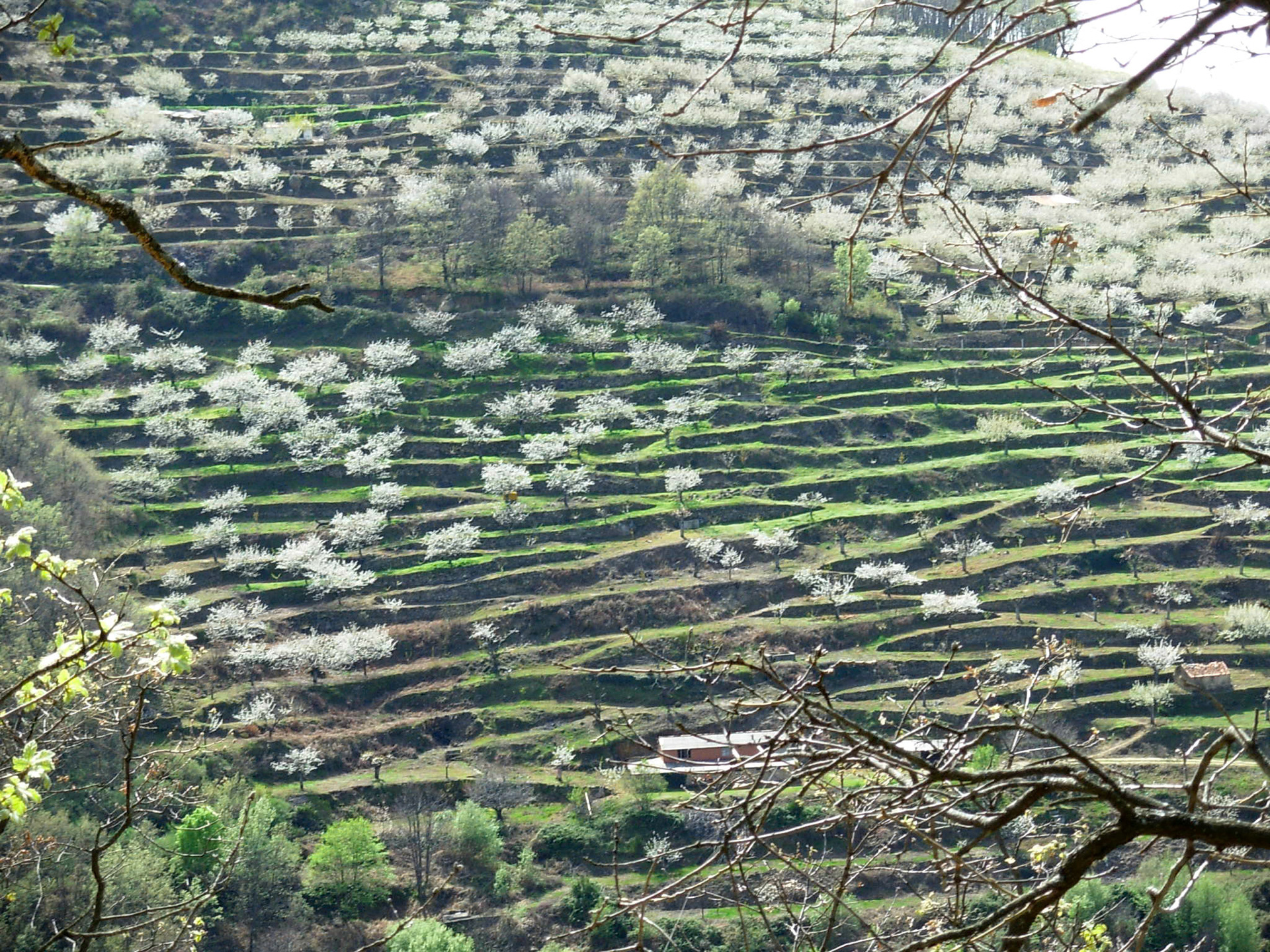 Valle del Jerte