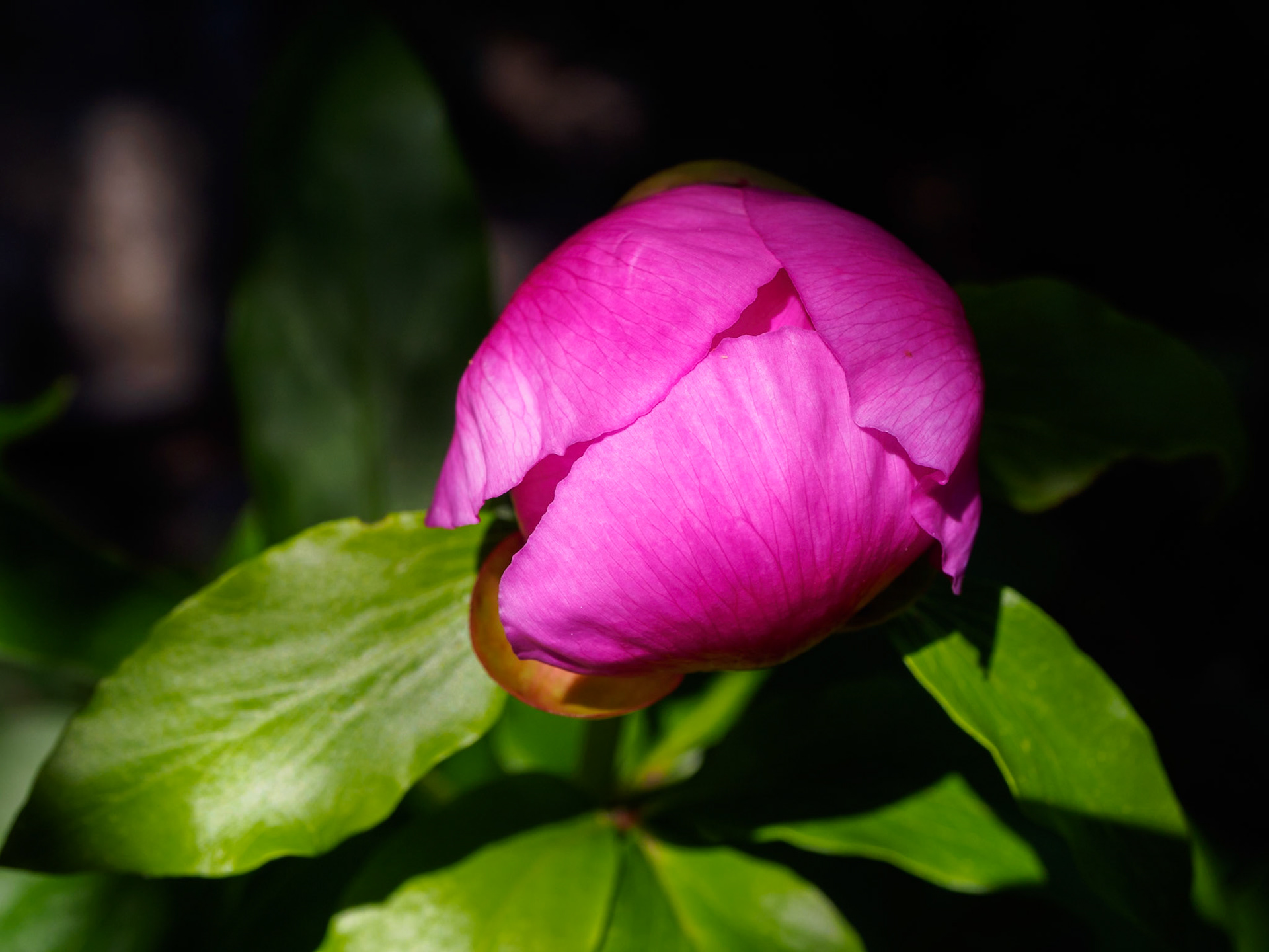 Llanos del campo. Sierra de Grazalema.