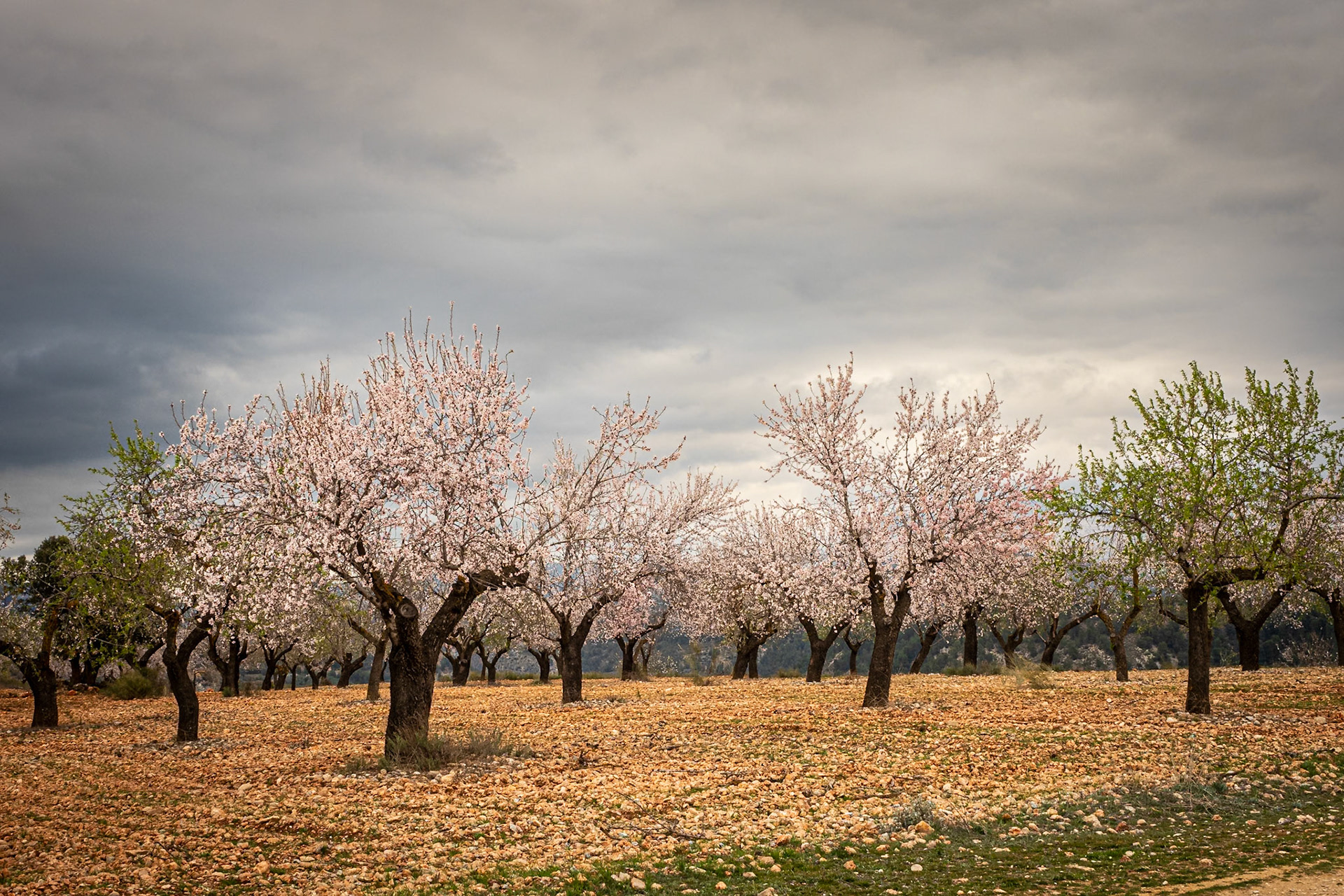Almendros buscando el Río Peralta (Pozo Alcón)