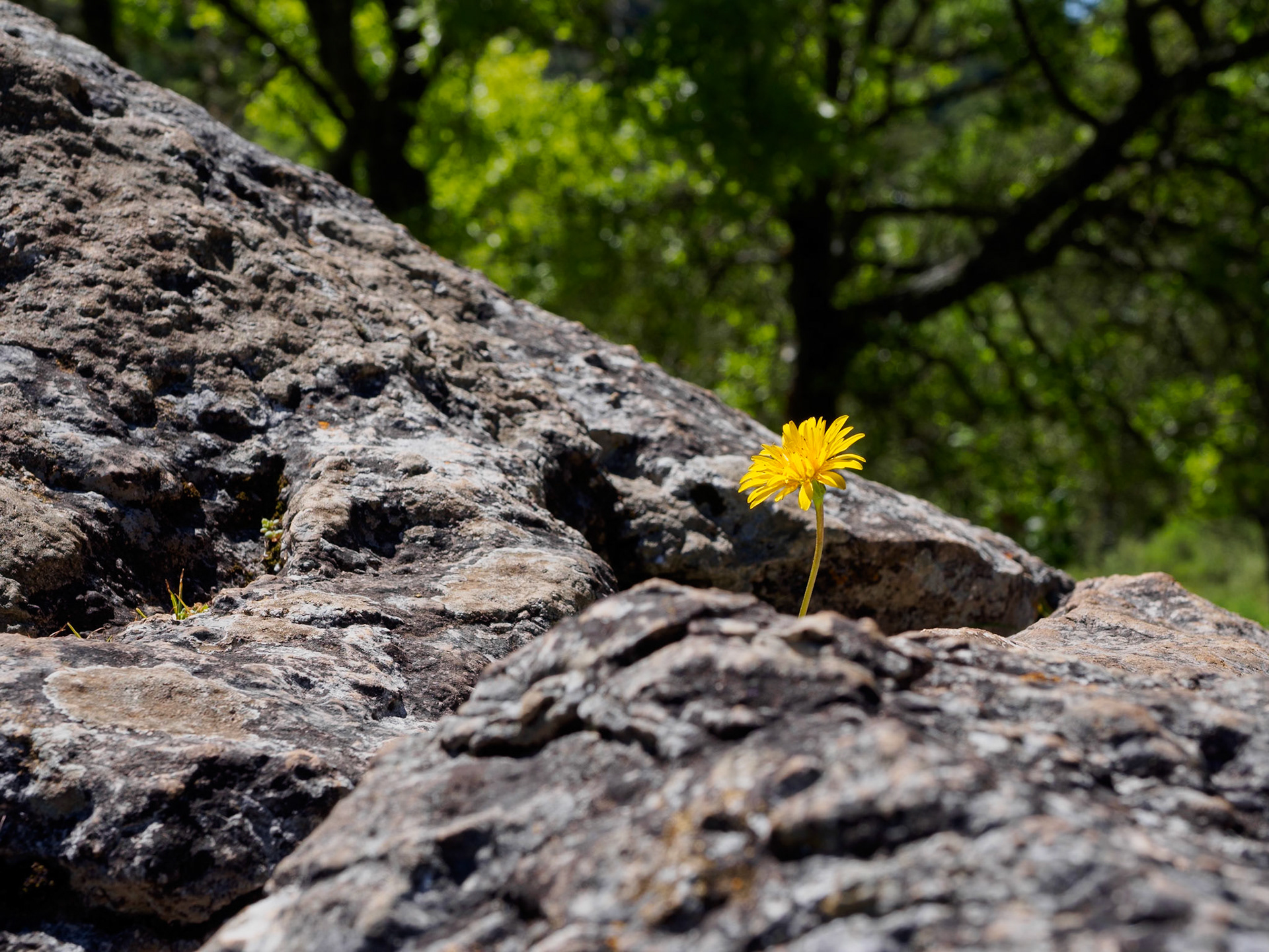 Llanos del campo. Sierra de Grazalema.