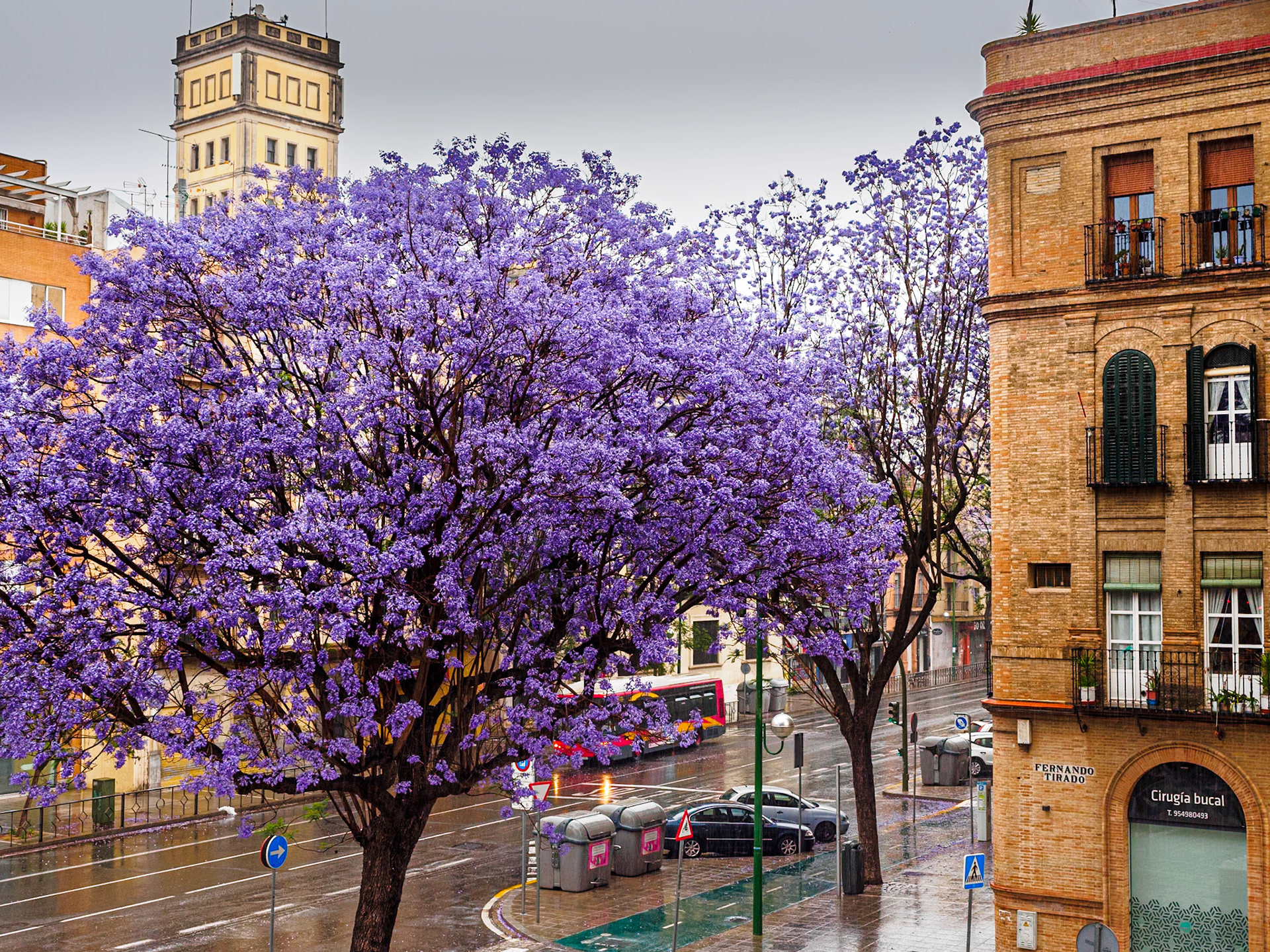 Jacarandás Sevilla