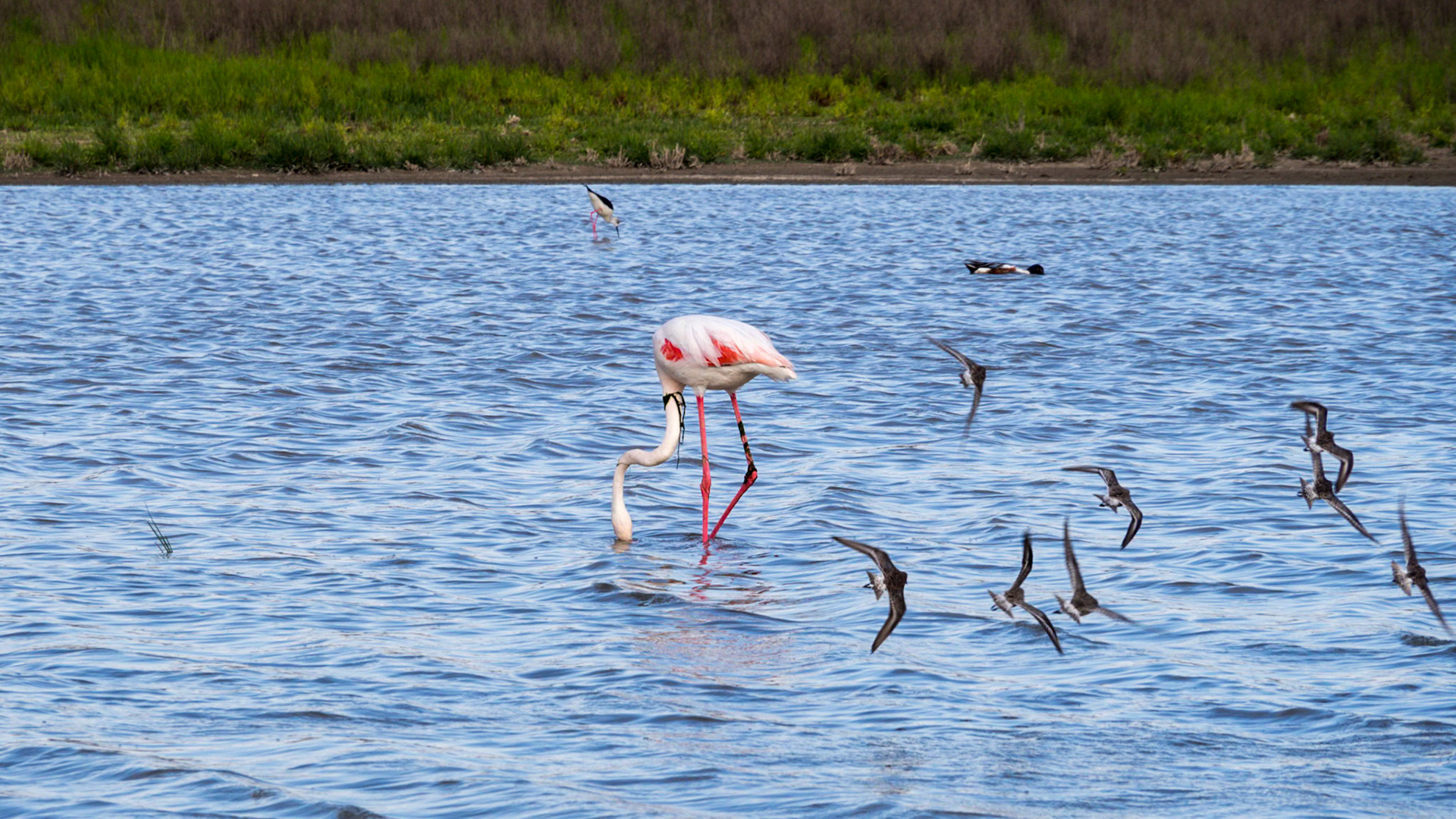Fuente de Piedra - Málaga