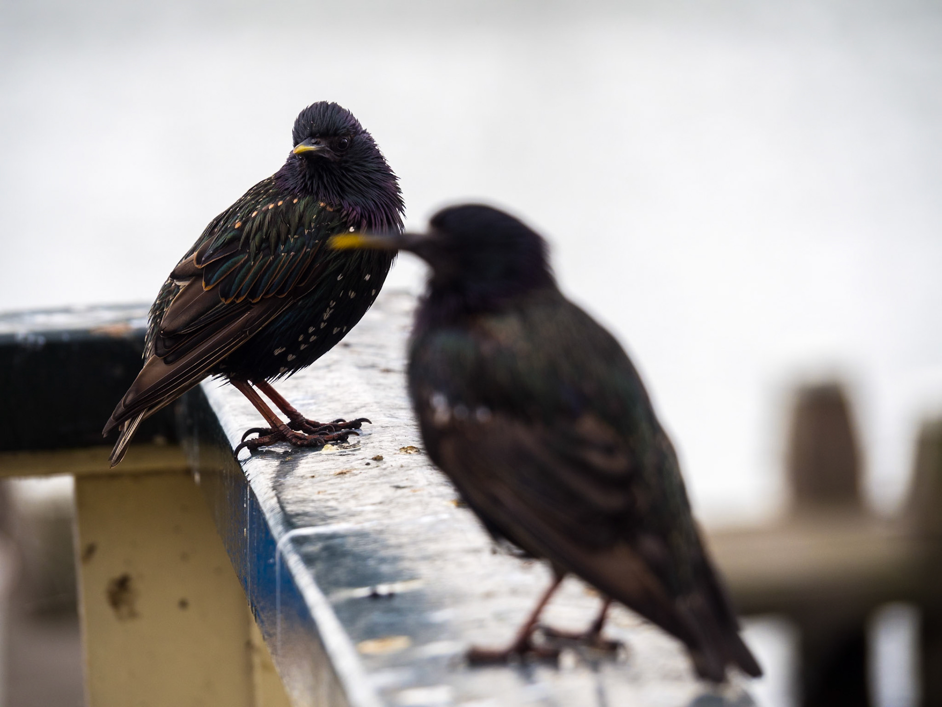 Volendam. Comida y ferry para la isla de Marken en el mar Markermeer
