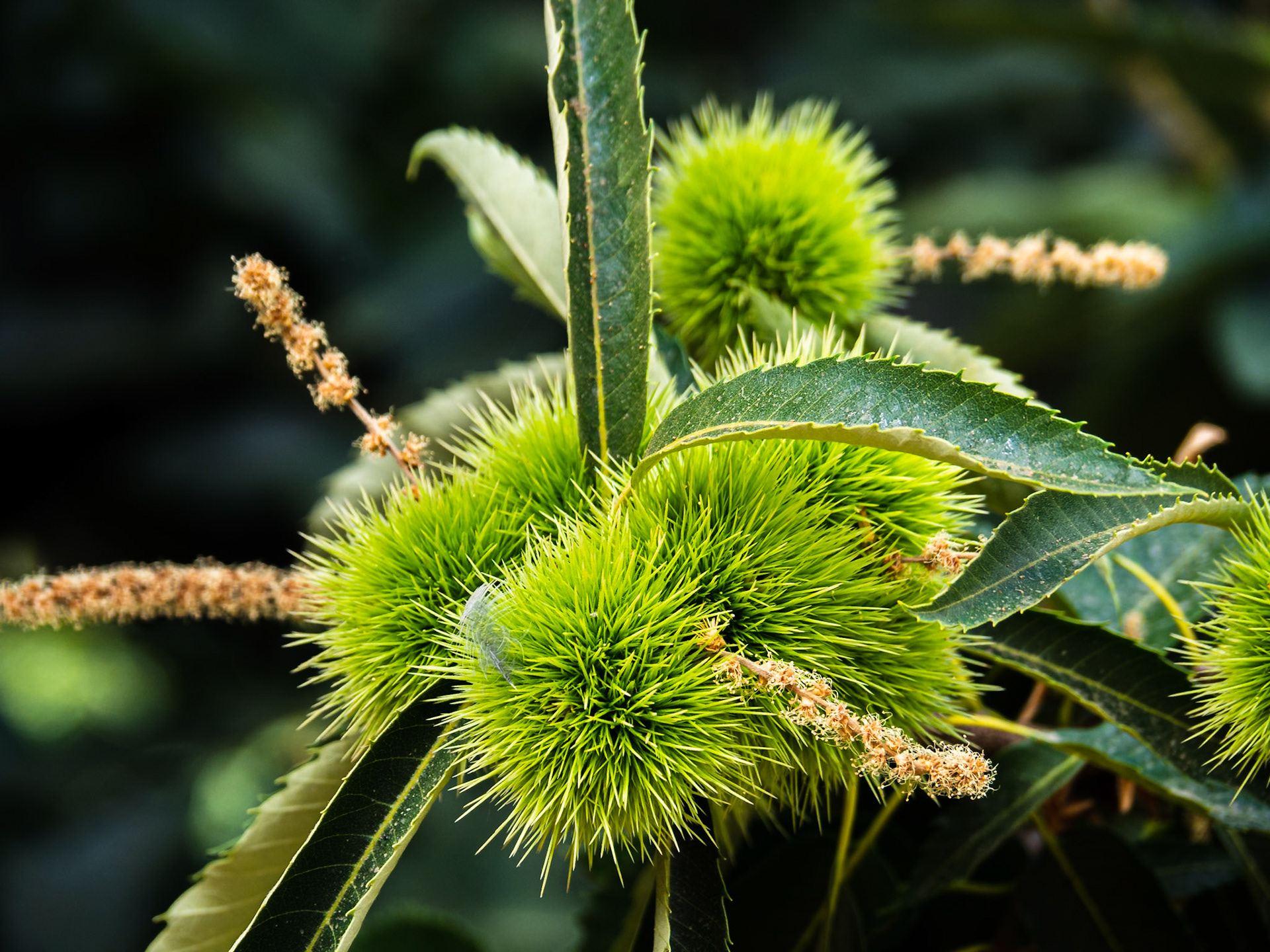 Ruta Bubión-Capileira