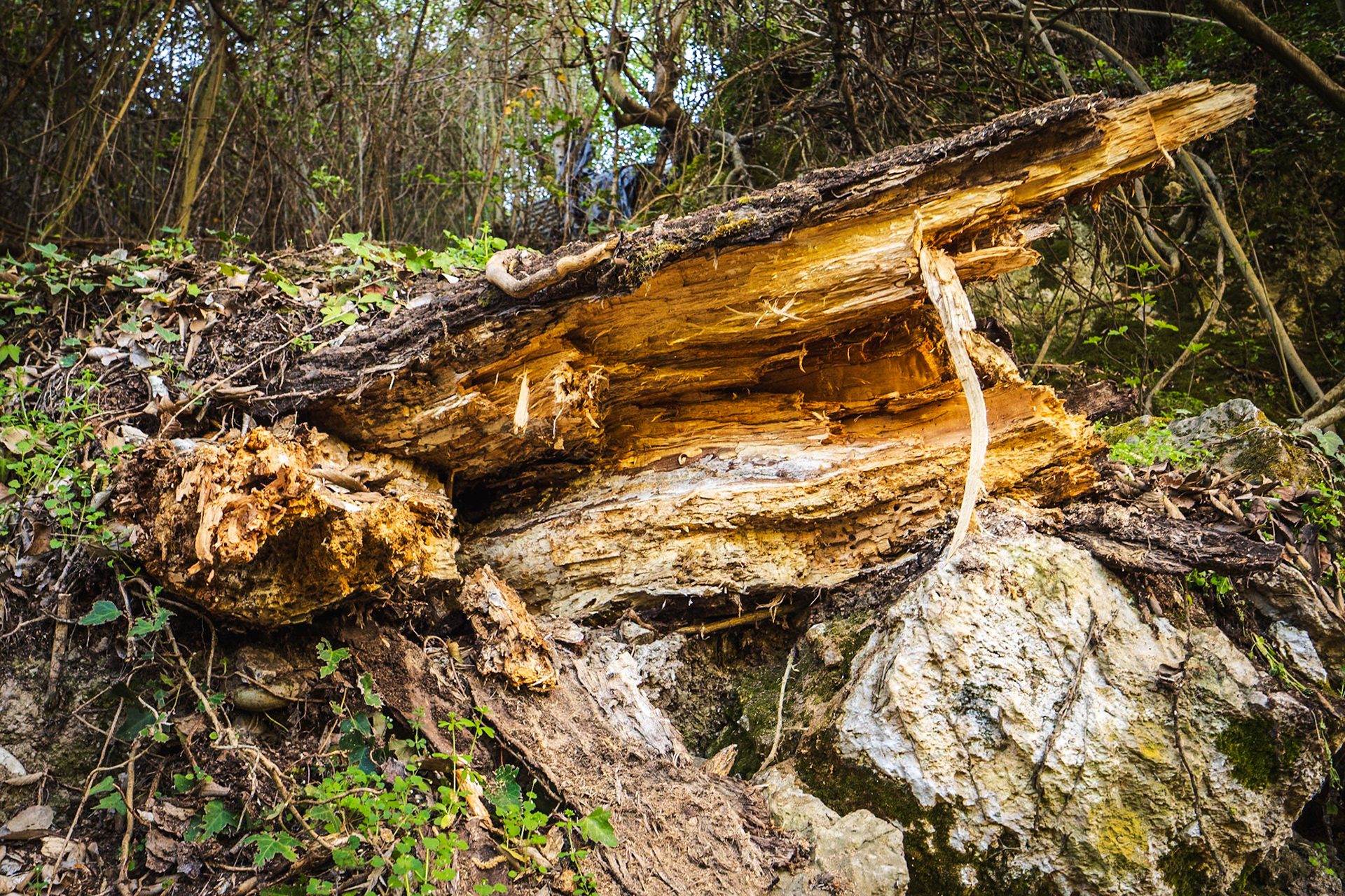 Ruta de los Cahorros