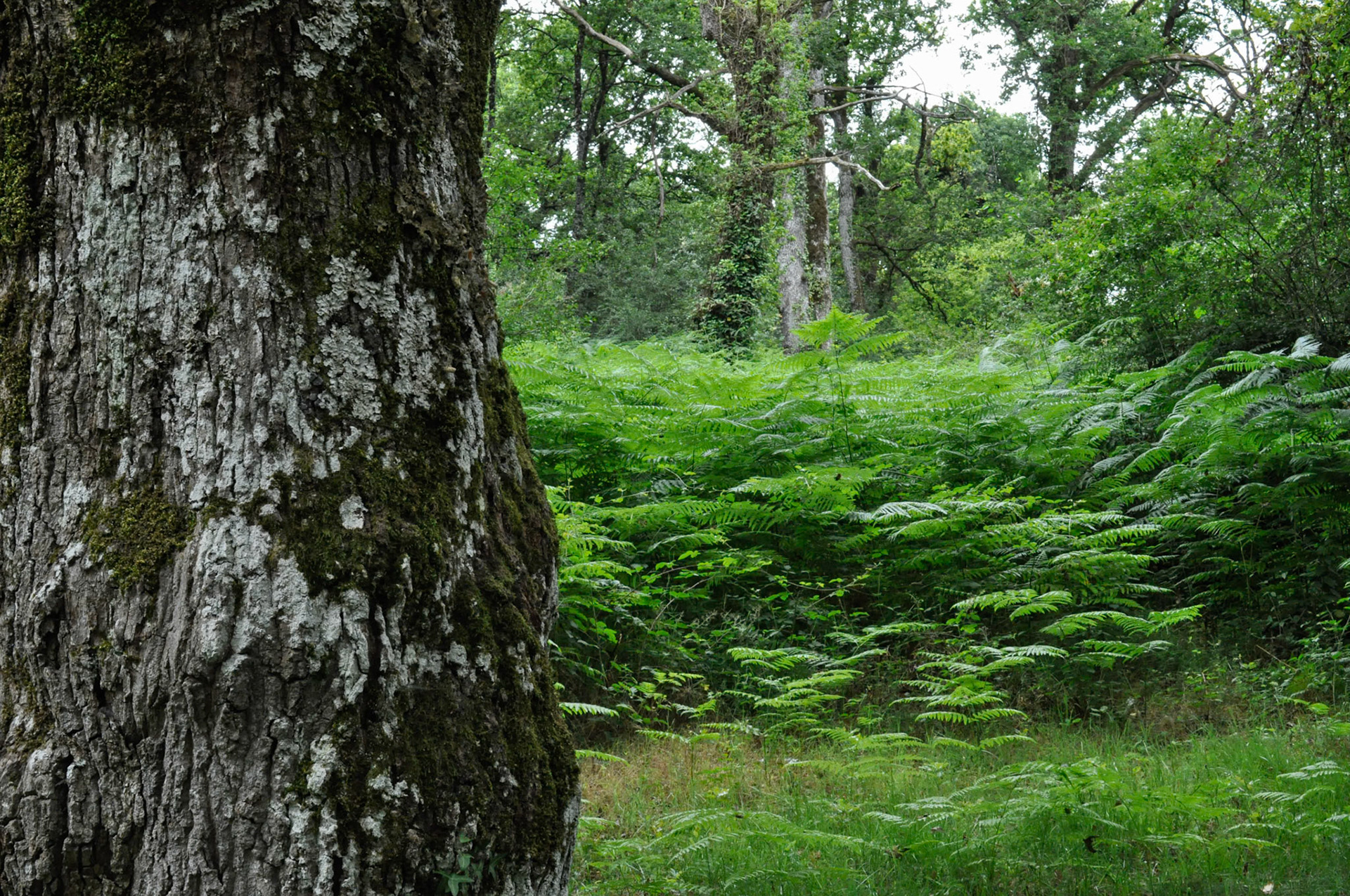 Bosque de Gorki. Navarra