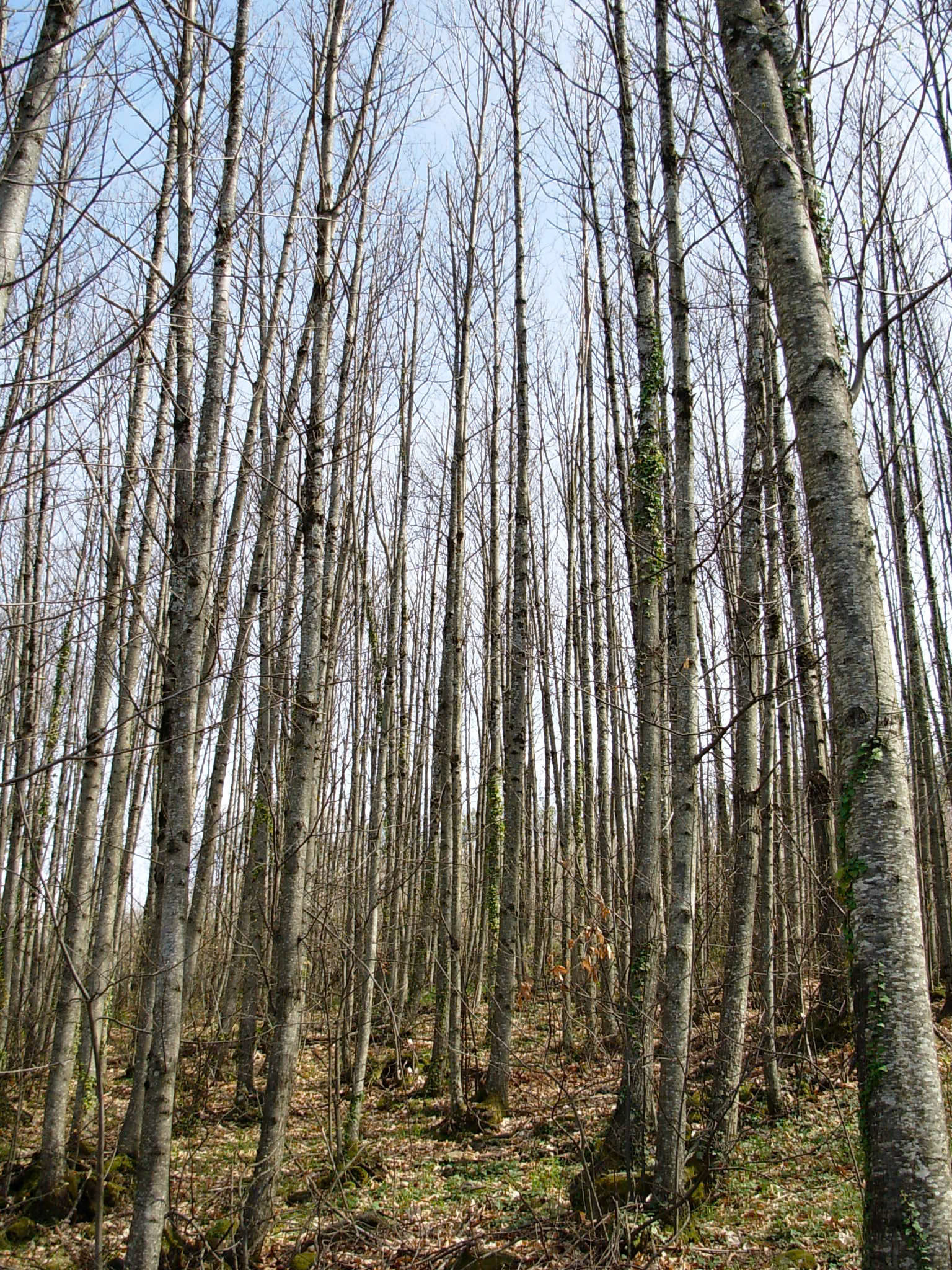 Valle del Jerte