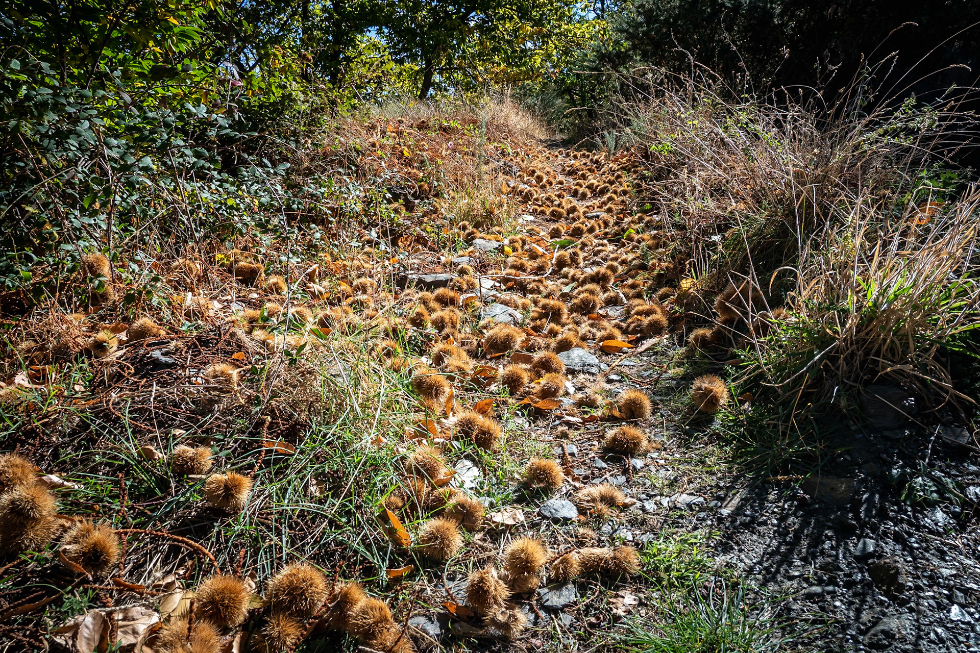 Bérchules.  Ruta de la Junta de los ríos