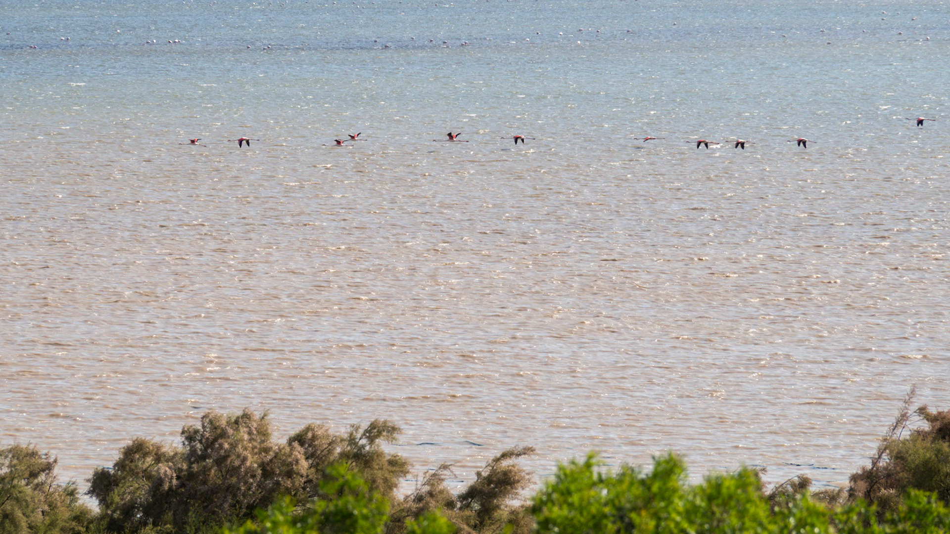 Laguna de Fuente de Piedra