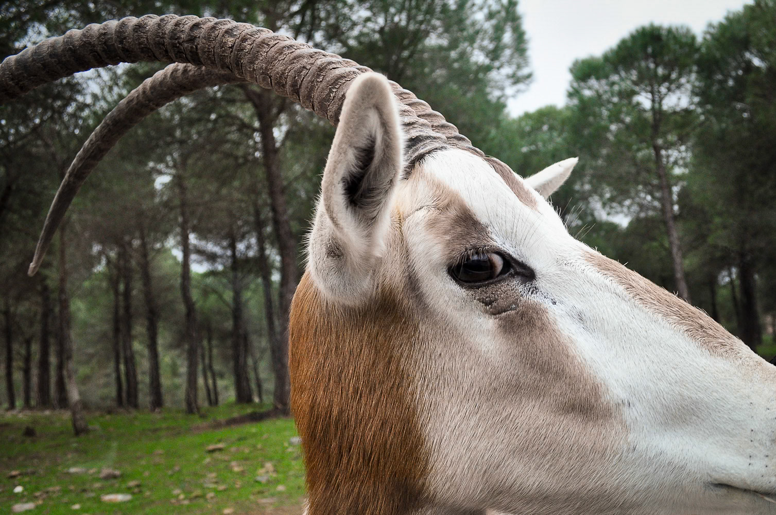 Castillo de las Guardas. Sevilla